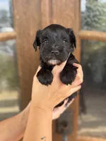 Vicki, a female Miniature Schnauzer for sale in Spanish Fort, AL – 2 of 4