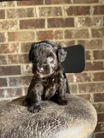 Enzo, a male Miniature Schnauzer for sale in Spanish Fort, AL – 4 of 4
