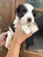 Damon, a male Miniature Schnauzer for sale in Spanish Fort, AL – 4 of 5