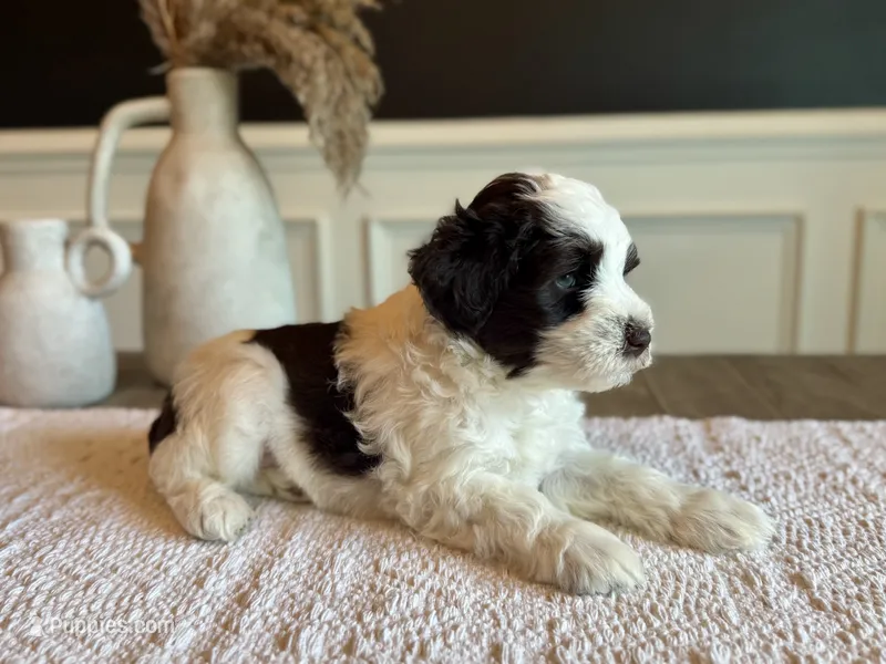 Alaric – Miniature Schnauzer puppy for sale in Spanish Fort, AL