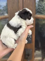 Elena , a female Miniature Schnauzer for sale in Spanish Fort, AL – 1 of 4