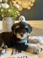 Jolene , a female Miniature Schnauzer for sale in Spanish Fort, AL – 4 of 5
