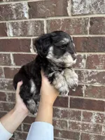 Jolene , a female Miniature Schnauzer for sale in Spanish Fort, AL – 3 of 5