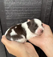 Damon, a male Miniature Schnauzer for sale in Spanish Fort, AL – 3 of 5