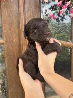 Enzo, a male Miniature Schnauzer for sale in Spanish Fort, AL – 1 of 4