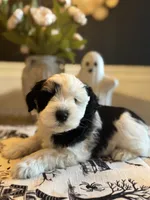 Stella, a female Miniature Schnauzer for sale in Spanish Fort, AL – 1 of 4