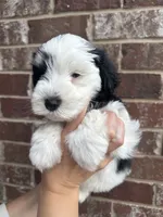 Stella, a female Miniature Schnauzer for sale in Spanish Fort, AL – 2 of 4