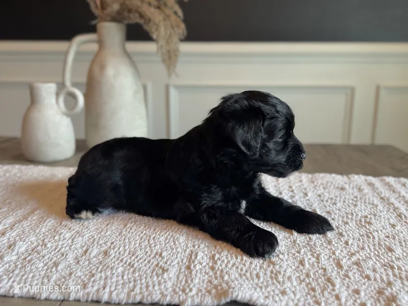 Vicki – Miniature Schnauzer puppy for sale in Spanish Fort, AL
