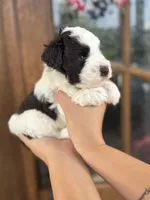 Alaric, a male Miniature Schnauzer for sale in Spanish Fort, AL – 2 of 3