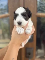 Elena , a female Miniature Schnauzer for sale in Spanish Fort, AL – 4 of 4