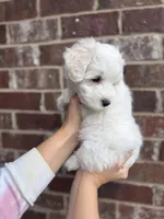 Carl Dean, a male Miniature Schnauzer for sale in Spanish Fort, AL – 2 of 3