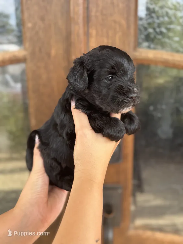 Vicki – Miniature Schnauzer puppy for sale in Spanish Fort, AL