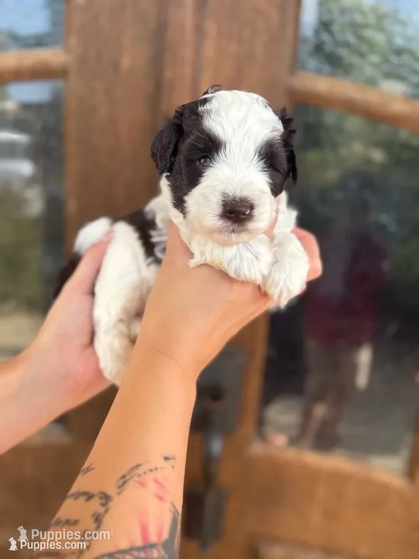 Alaric – Miniature Schnauzer puppy for sale in Spanish Fort, AL