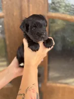 Vicki, a female Miniature Schnauzer for sale in Spanish Fort, AL – 3 of 4