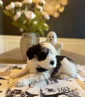 Stella, a female Miniature Schnauzer for sale in Spanish Fort, AL – 4 of 4