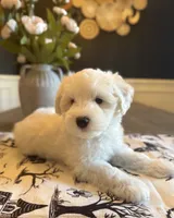 Carl Dean, a male Miniature Schnauzer for sale in Spanish Fort, AL – 1 of 3