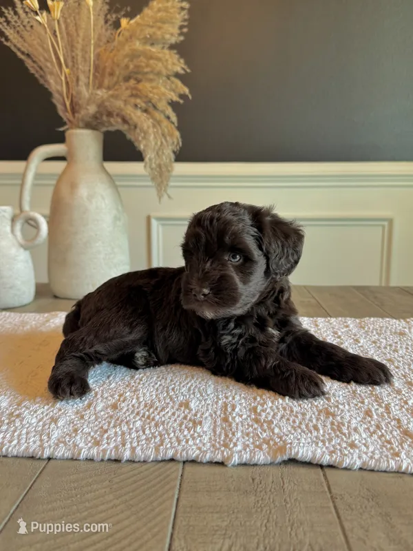 Enzo – Miniature Schnauzer puppy for sale in Spanish Fort, AL