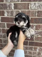 Jolene , a female Miniature Schnauzer for sale in Spanish Fort, AL – 5 of 5