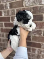 Stella, a female Miniature Schnauzer for sale in Spanish Fort, AL – 3 of 4