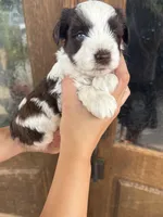 Damon, a male Miniature Schnauzer for sale in Spanish Fort, AL – 2 of 5