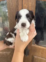 Damon, a male Miniature Schnauzer for sale in Spanish Fort, AL – 1 of 5