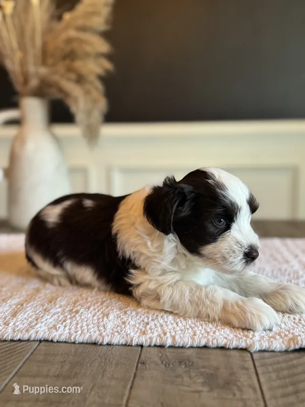 Damon – Miniature Schnauzer puppy for sale in Spanish Fort, AL
