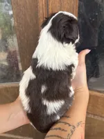 Damon, a male Miniature Schnauzer for sale in Spanish Fort, AL – 5 of 5