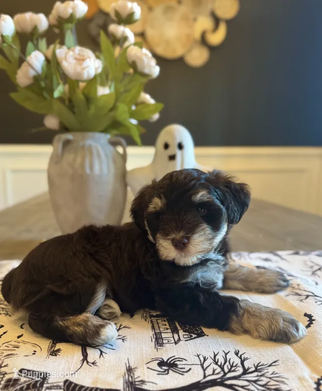 Jolene  – Miniature Schnauzer puppy for sale in Spanish Fort, AL