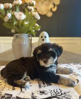Jolene , a female Miniature Schnauzer for sale in Spanish Fort, AL – 1 of 5