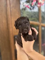 Enzo, a male Miniature Schnauzer for sale in Spanish Fort, AL – 3 of 4