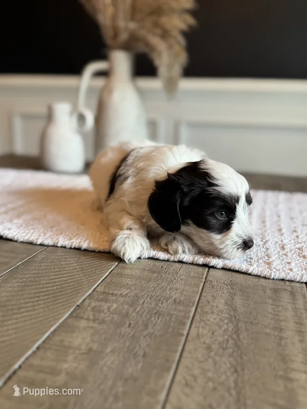 Elena  – Miniature Schnauzer puppy for sale in Spanish Fort, AL