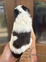 Alaric, a male Miniature Schnauzer for sale in Spanish Fort, AL – 3 of 3