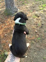 Runt, a male Great Dane for sale in Elizabeth City, NC – Photo 3 of 3