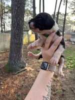 Runt, a male Great Dane for sale in Elizabeth City, NC – Photo 2 of 3