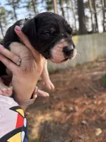 Runt, a male Great Dane for sale in Elizabeth City, NC – Photo 1 of 3