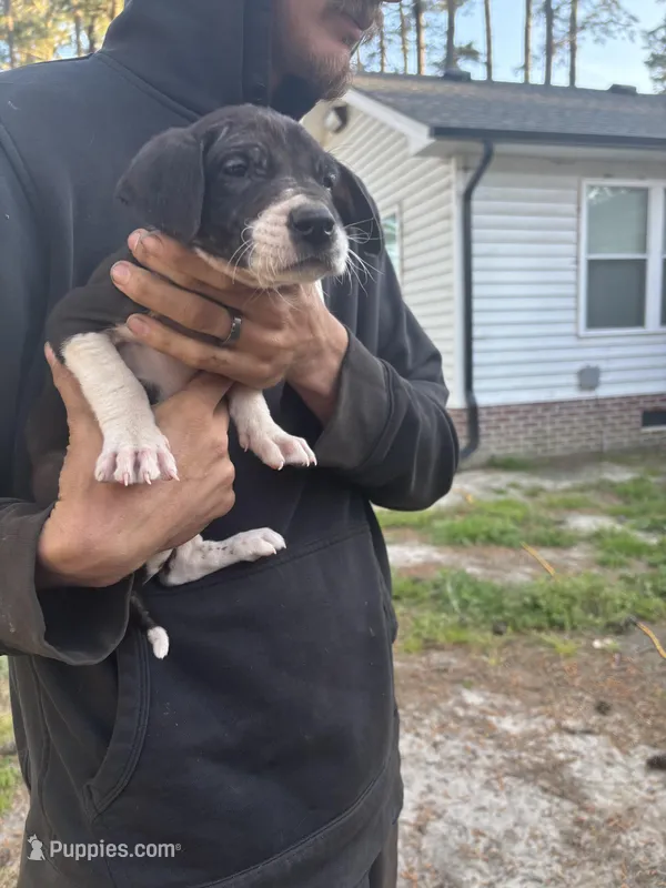 Runt – Great Dane puppy for sale in Elizabeth City, NC