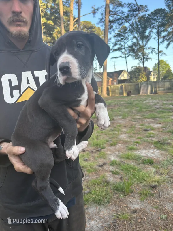Black & White  – Great Dane puppy for sale in Elizabeth City, NC