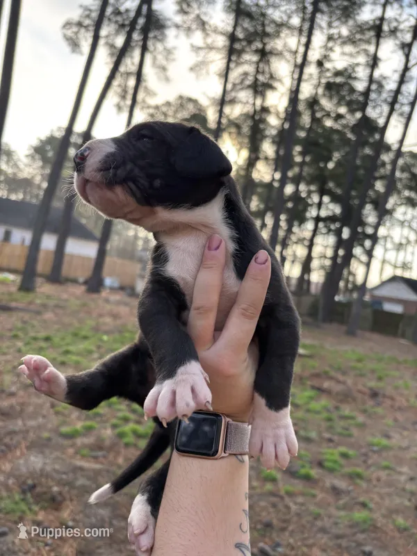 Black & White  – Great Dane puppy for sale in Elizabeth City, NC