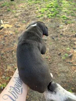 Black & White , a male Great Dane for sale in Elizabeth City, NC – Photo 2 of 2