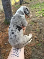 Merle, a female Great Dane for sale in Elizabeth City, NC – Photo 3 of 3