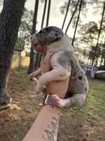 Merle, a female Great Dane for sale in Elizabeth City, NC – Photo 2 of 3