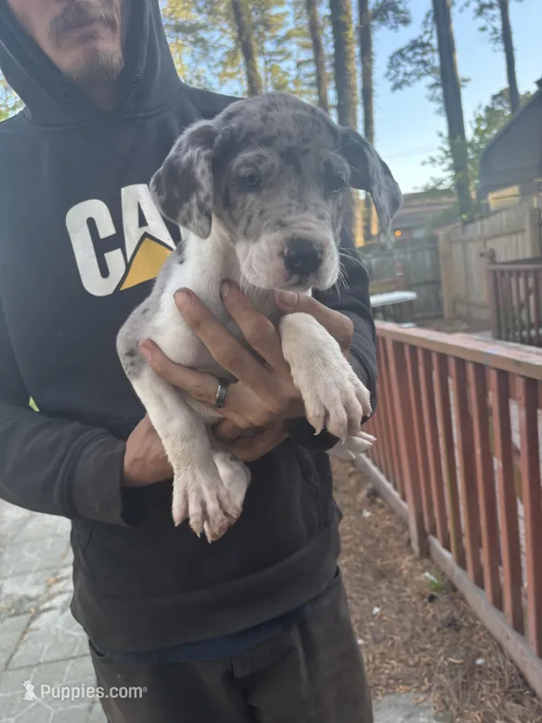 Merle – Great Dane puppy for sale in Elizabeth City, NC