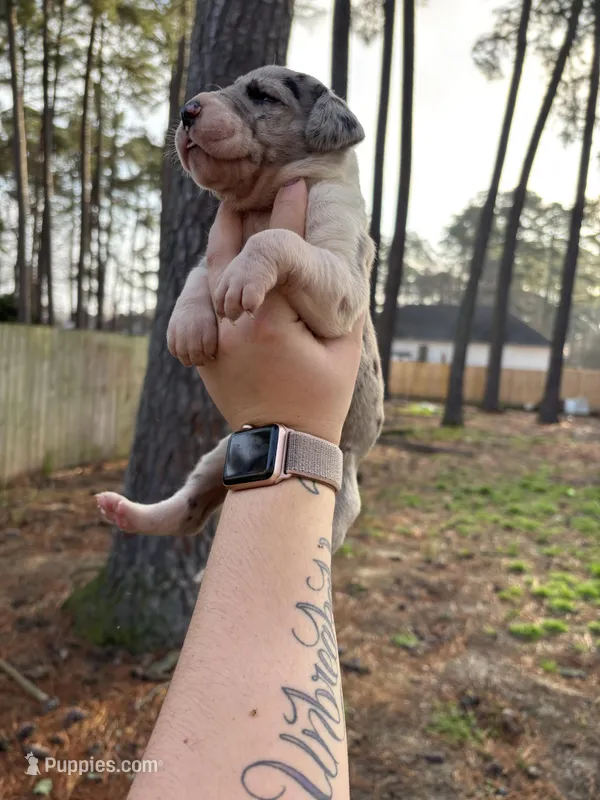 Merle – Great Dane puppy for sale in Elizabeth City, NC