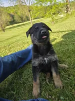 Rex, a male German Shepherd Dog for sale in West Lafayette, OH – 4 of 9