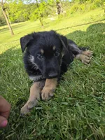 Rex, a male German Shepherd Dog for sale in West Lafayette, OH – 5 of 9
