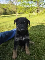Rex, a male German Shepherd Dog for sale in West Lafayette, OH – 3 of 9