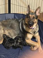 Rex, a male German Shepherd Dog for sale in West Lafayette, OH – 7 of 9