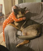 Rex, a male German Shepherd Dog for sale in West Lafayette, OH – 9 of 9