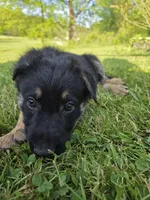 Rex, a male German Shepherd Dog for sale in West Lafayette, OH – 2 of 9