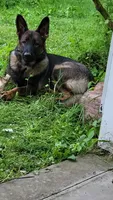 Rex, a male German Shepherd Dog for sale in West Lafayette, OH – 8 of 9